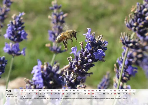 Wandkalender mit Lavendel-Motiv